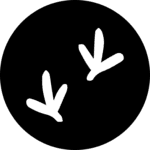 Raven logo